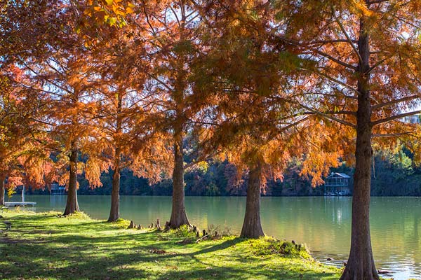 "Fall cypress trees on Lake Austin"